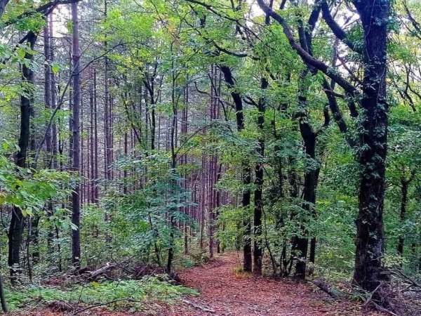 17.01. Zimska šetnja Fruškom gorom, Manastir Rakovac, Beli majdan, Ledinačko jezero, Zmajevac