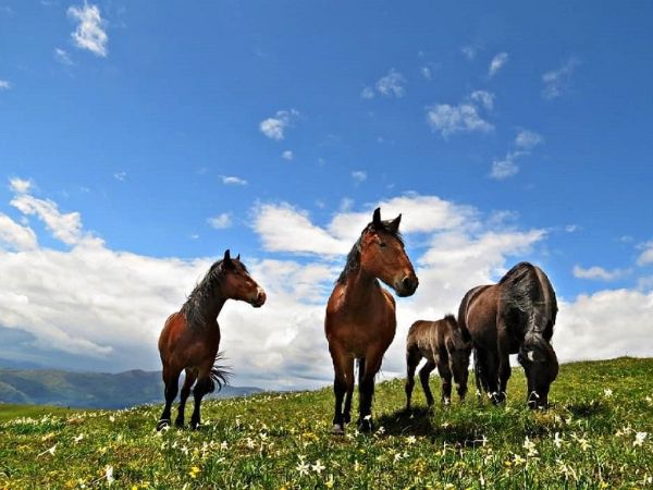 10.05. Planina Stolovi (,,Narcisu u pohode“)