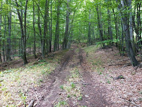 bobija-ljubovidja6