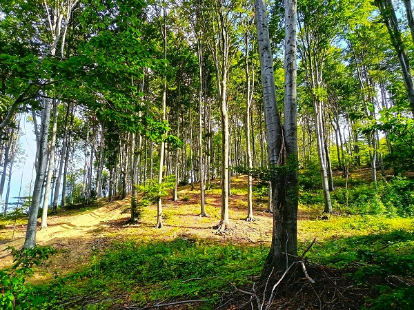 GUČ013