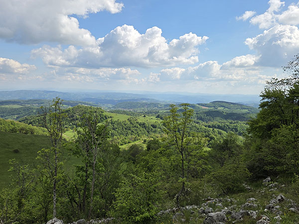 jagodnja3